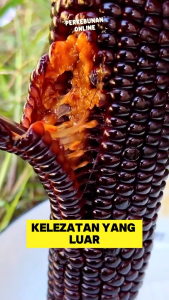 Benih Jagung Manis Ungu Thailand / Hasil Tinggi Tahan Hama / Lezat Lembut Lengket