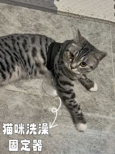 Cat Bathing Fixer Pet Dog Bathing Tool Anti-Run Nail Trimming Anti-Chew Suction Cup Tool for Cats And Dogs Universal Use