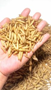 BERRITZ Maggot Kering Bsf Gread Super 500g Pakan ikanReptilkura kurakura-kuraayamlandakburung