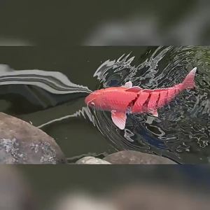 CONUSEA | RC Animal Remote Control Koifish Simulation Waterproof Swimming Submarine Outdoor Water Toy for Pool Lake Children Boy Gift
