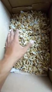 COD ikan asin tapis super / ikan asin semadar / ikan asin mersi 1 kg murah