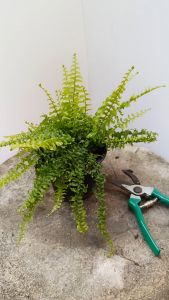 ต้นเฟิร์นบอสตัน ส่งพร้อมกระถาง 5.5นิ้ว ต้นเฟิร์น เฟิร์นบอสตัน