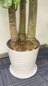 Bộ 10 dụng Cụ Tưới Cây Nhỏ Giọt Tự Động .