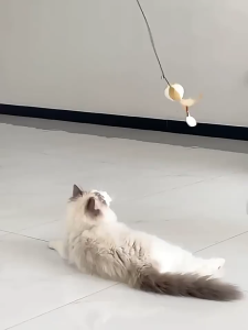 ไม้ตกแมว ไม้ล่อแมว ของเล่นแมว สัตว์เลี้ยงน่ารัก มีกระดิ่งและพู่สาย คลายเครียดคลายเหงา มี 9 แบบ