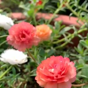 Hạt giống hoa 10h mỹ đơn nhiều màu - 1 gói 200 hạt