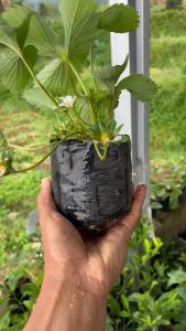 Bibit Strawberry Besar Kondisi Sudah Berbuah Berbunga Siap Panen