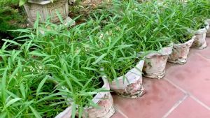 UPLAND KANGKONG (65 pcs seeds) -PWEDE SA LOWLAND/EASY TO GROW/MORE PROFIT - Lazada