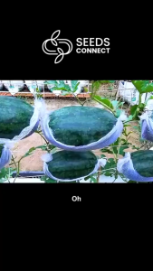 30Seeds Black Beauty Watermelon Seeds for Planting-Super Sweet Juicy Giant Water Melon Seed-A643