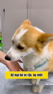 Dung Dịch Xịt Ve Rận Bọ Chét Chó Mèo PROTEC NANO 100ml Chính Hãng - Loại Bỏ Trứng Ấu Trùng Lành Tính An Toàn Hiệu Quả