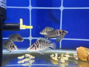 Cichlid Alptolamprologus Calvus White 慈鯛白珍珠虎