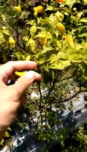 Pupuk Organik Cabe Booster Pelebat Cabai Terbaik Agar Cepat Berbuah Lebat dan Besar Penyubur Ampuh Cocok Segala Jenis Cabai