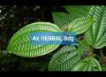Daun harendong atau senduduk bulu clidemia hirta segar 250 gram. 