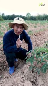 1 ซอง (ของแท้) โฟร์ทรี สารเพิ่มประสิทธิภาพพืชทุกชนิด พืชโตไว, อินทรีย์ธรรมชาติสูตรลดต้นทุน เพิ่มผลผลิต