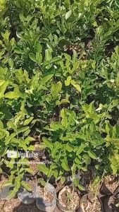 Bibit Jeruk Purut: Tanaman Herbal & Daun Bumbu Masak