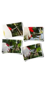 Kéo Cắt Cành Hwashin S-250 S-880