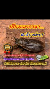 เสียงแมงดานา เสียงต่อแมงดานา  เสียงล่อแมงดานา ต่อเข้าเร็ว USBแฟลชไดร์ฟเสียงต่อแมงดานาเสียงดี ชัด100% ไม่มีโฆษณาแทรก