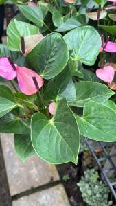 โอ้ยสวยตาแตกมากกกกกก #หน้าวัวสีม่วงดอกแน่น #กอแน่น กระถาง5นิ้ว กระถาง2กอแน่นๆ #หน้าวัว #หน้าวัวสีม่วง ไม้รำไร ฟอกอากาศ วางปุ๊ปปิ้งปั๊ป #หน้าวัว #ดอกหน้าวัว #ดอกหน้าวัวสีม่วง ดอกหน้าวัว มีชื่อวิทยาศาสตร์ว่า : Anthurium Andraeanum มีหลากหลายสี เ