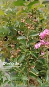 Tanaman Hias Tahan Cuaca: Tanaman Bunga Sakura Outdoor