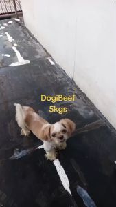 All Stages 5kg Pet One Dogi Beef Dog Dry Food Adult Puppy