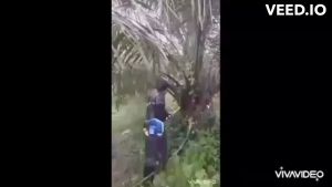 เครื่องตัดทะลายปาล์มน้ำมัน เครื่องแทงทลายปาล์ม เปลี่ยนหัวได้ 3 ตัว ความยาวรวมคน 4.80 ม. สินค้ามีอนุสิทธิบัตรห้ามลอกเลียนแบบ