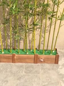 ไม้ไผ่จำลอง ไผ่ปักกิ่ง ไผ่จีน ต้นไผ่จีน ไม้มงคล ลำต้นสวย ปลูกประดับบ้าน