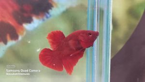 BETTA HMPK SUPER RED PAIR JUNIOR ( MALE + FEMALE )