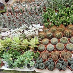 Anak pokok Cactus mini murah 3pokok rm10 Item random