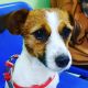 Pet Pharma Online