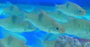 Tebal sisik/ barbus binotatus (Valenciennes 1842)/厚鳞鲫  5-6