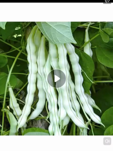 Benih Kacang Buncis Putih (12 Seeds)/浅绿色四季豆籽/九粒白豆角籽/White French Bean Seeds