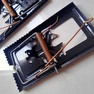 Jebakan Tikus Tepat: Perangkap Tikus Jepretan & Efektif