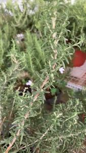 Hương Thảo Rũ Hàn JUN GARDEN Giống Hương Thảo Mới Tại Sài Gòn