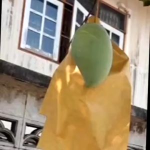 100 ใบ ถุงห่อผลฝรั่ง ถุงห่อผลไม้ ถุงห่อมะม่วง ใช้ห่อกันแมลง เพลี้ย แสงแดดไม่ต้องห่อกระดาษทับ ใช้ซ้ำได้ ไม่มีไอน้ำเกาะในถุง ถุงห่อฝรั่ง 20x25 ซม ถุงห่อผลมะม่วง