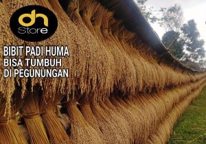 JUAL BENIH BIBIT PADI HUMA / PADI DARAT KUALITAS SUPER / BERAT = 1 KG