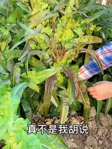 2000 เมล็ดเมล็ดพันธุ์สลัดเรดคอส เมล็ดสลัดเรดคอส เมล็ดผักสลัด ผักคอส เมล็ดผักสลัด เรดคอส เมล็ดพันธุ์