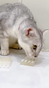 men vi sinh Probi 28 Vemedim ( chứa 5 tỷ lợi khuẩn vượt trội ) ngừa tiêu chảy đầy hơi dành cho chó mèo - T3 PETS SHOP