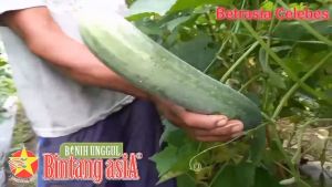 Benih Mentimun Timun MONAS F1 10 Gram Cap Bintang Asia PT Benih Citra Asia
