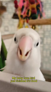 WITTE MOLEN Country Lovebird [0.6kg/ 2.5kg]