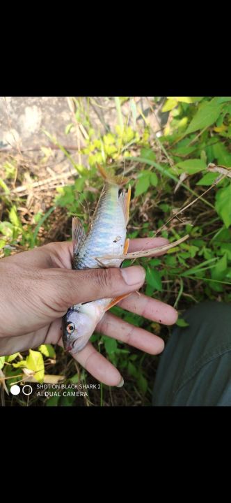 50%20l%C6%B0%E1%BB%A1i%20c%C3%A2u%20c%C3%A1%20si%C3%AAu%20b%C3%A9n%20l%C6%B0%E1%BB%A1i%20c%C3%A2u%20c%C3%A1%20nh%E1%BB%8F%20l%C6%B0%E1%BB%A1i%20c%C3%A2u%20m%C6%B0%C6%A1ng%20r%C3%B4%20%C4%91%E1%BB%93ng%20%20di%E1%BA%BFc%20kh%C3%ADnh%20.%20l%C6%B0%E1%BB%A1i%20c%C3%A2u%20gama%20%C4%91%E1%BB%8F%20c%C3%B3%20ng%E1%BA%A1nh%20.%2050%20c%C3%A1i%20/%20t%C3%BAi%20-%20Image%206