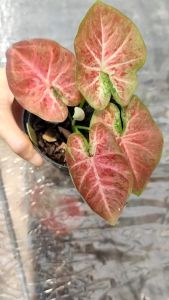 สยามเพิร์ล บอนสี Caladium