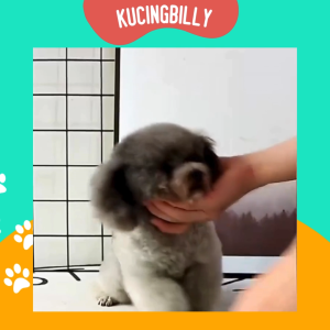 Duckbill Silicone Muzzle Anjing moncong nyaman halus aman dipakai