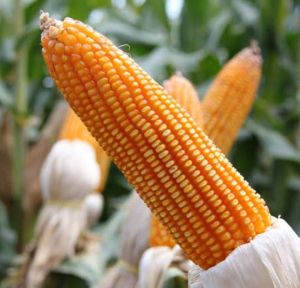 Benih jagung lokal unggul pilihan per 1 kg