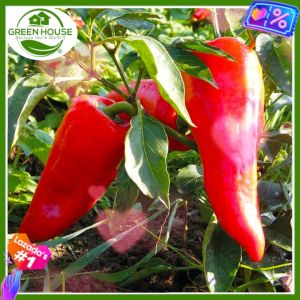 Green House® - Pointed Sweet Bell Pepper Seeds for Planting Vegetable Plants (20 Seed) incl. Planting Instruction F1