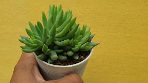 ต้นไม้อวบน้ำ กุหลาบหิน ซีดัม เซดิฟอร์เม Sedum sediforme ต้นไม้สมัครงาน ที่น่าสนใจและพร้อมที่ไม่ต้องการยาทิศ