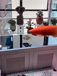 🐠Fish Swim In Air🐟Algae Removal Tablets 150Pills Cleaning for Aquariums