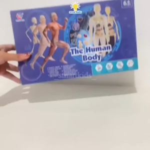 HUMAN BODY ANATOMY MODEL - MAINAN DOKTER - MAINAN TENGKORAK - HUMAN ORGANS - Mainan edukasi kedokteran - MAINAN