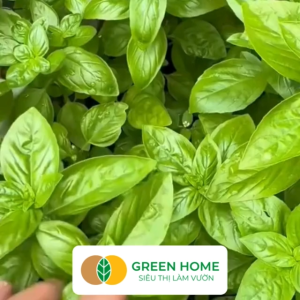 Hạt Giống Quế Tây Italy Basil GreenHome Gói 2g~7000 hạt Dễ Trồng Quanh Năm Tỉ Lệ Nảy Mầm Cao G21