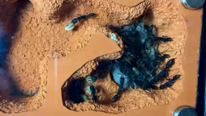 Tank Kiến Đất Đỏ | Tank Thạch cao Hỗn hợp Cao cấp cỡ lớn Nest chia 2 ngăn