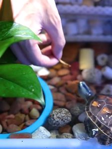 3in1 Turtle Food Treat Turtle Snack Dried Shrimp Dried Mealworm Dried Fish Turtle food protein supplement food