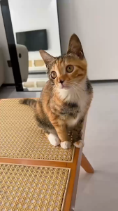 PE-1370 ลูกกลิ้งกำจัดขนสัตว์เลี้ยง สุนัข หมา แมว มีฝาปิด ม้วนกาว รีฟิล ขจัดขนแมวและขนสุนัข ลูกกลิ้งดักฝุ่น พร้อมส่ง